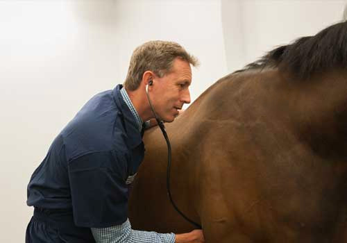 Viva88 vet examining horse
